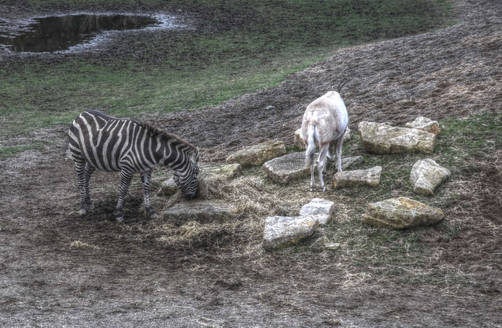 Dublin Zoo