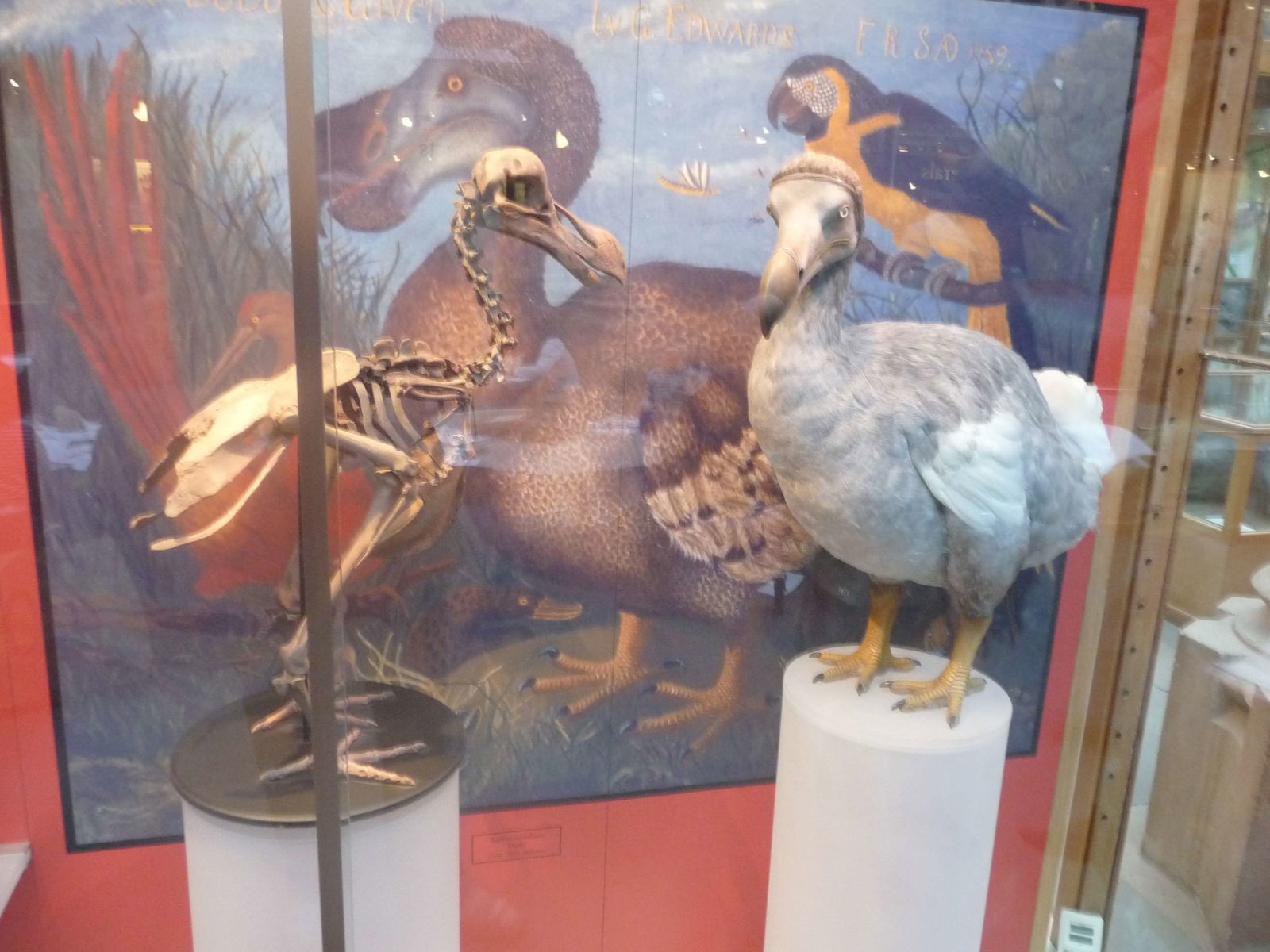 Museo de Historia Natural de la Universidad de Oxford