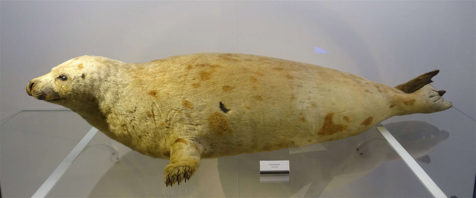 Swedish Museum of Natural History