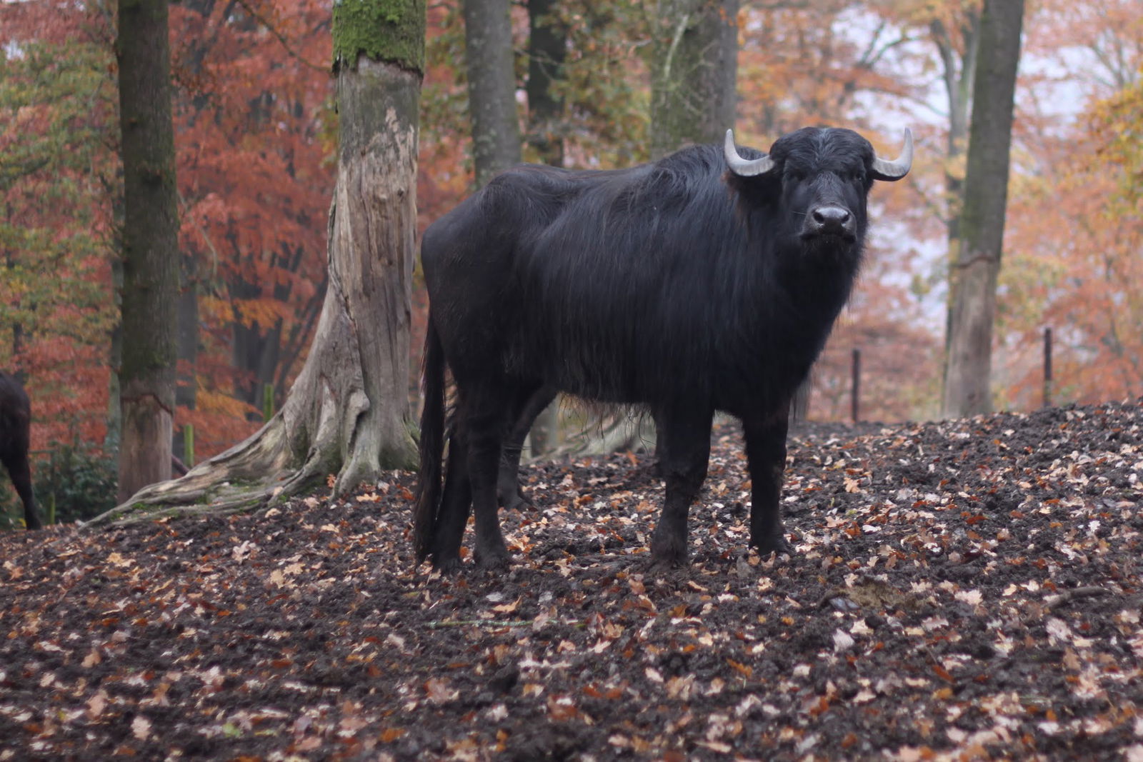 Parc animalier de Bouillon