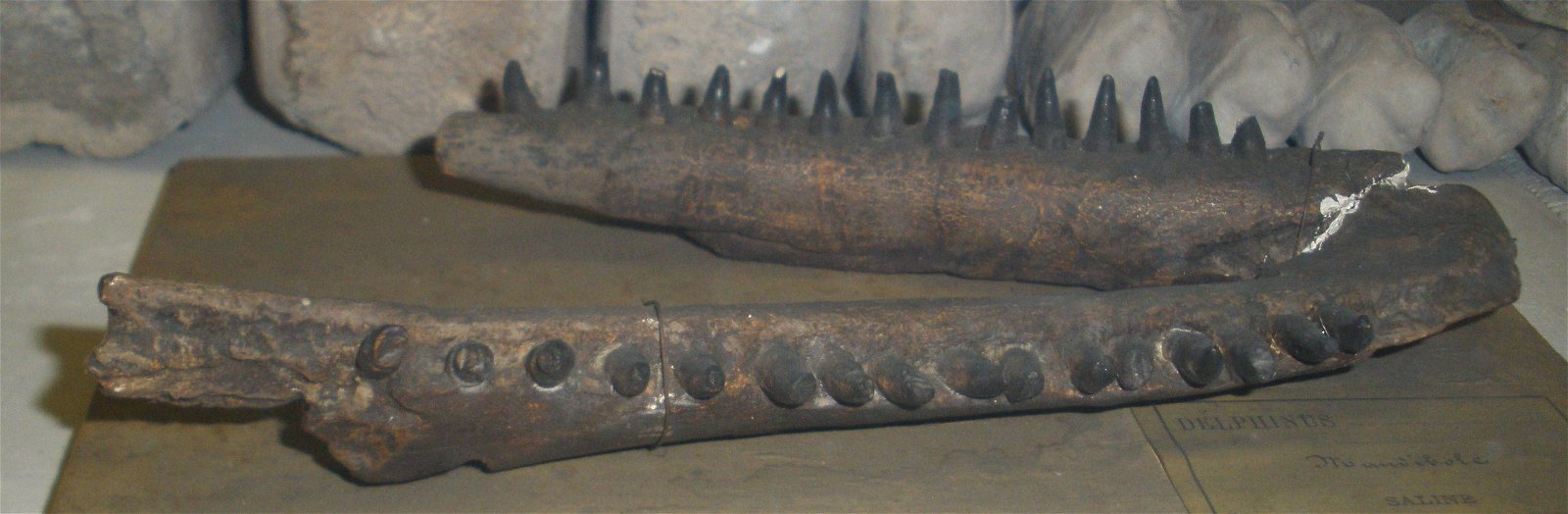 Museo Geologico Giovanni Capellini