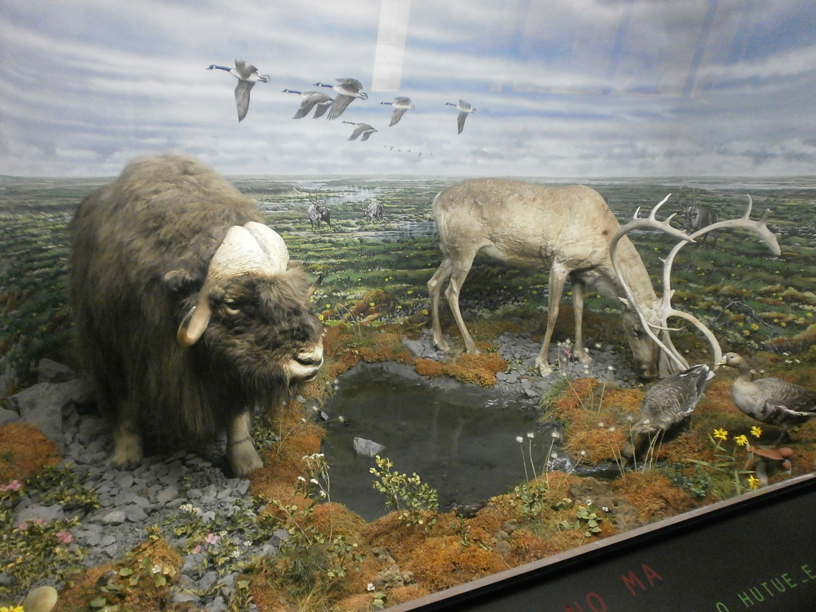 Civico Museo di Storia Naturale