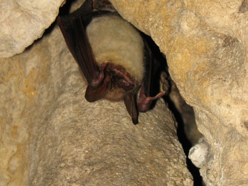 Wildlife Reserve - Domaine of the Caves of Han