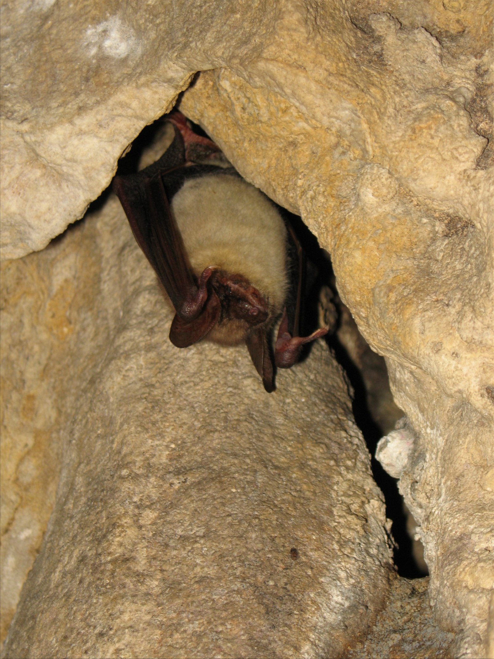 Wildpark - Domein van de Grotten van Han