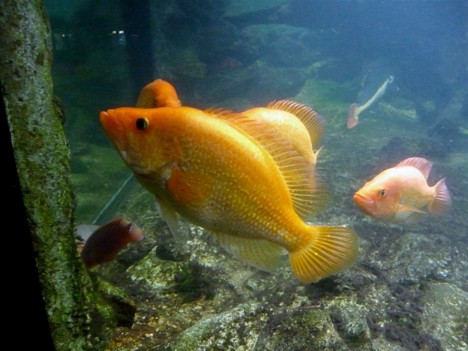 Aquarium de la Porte Dorée