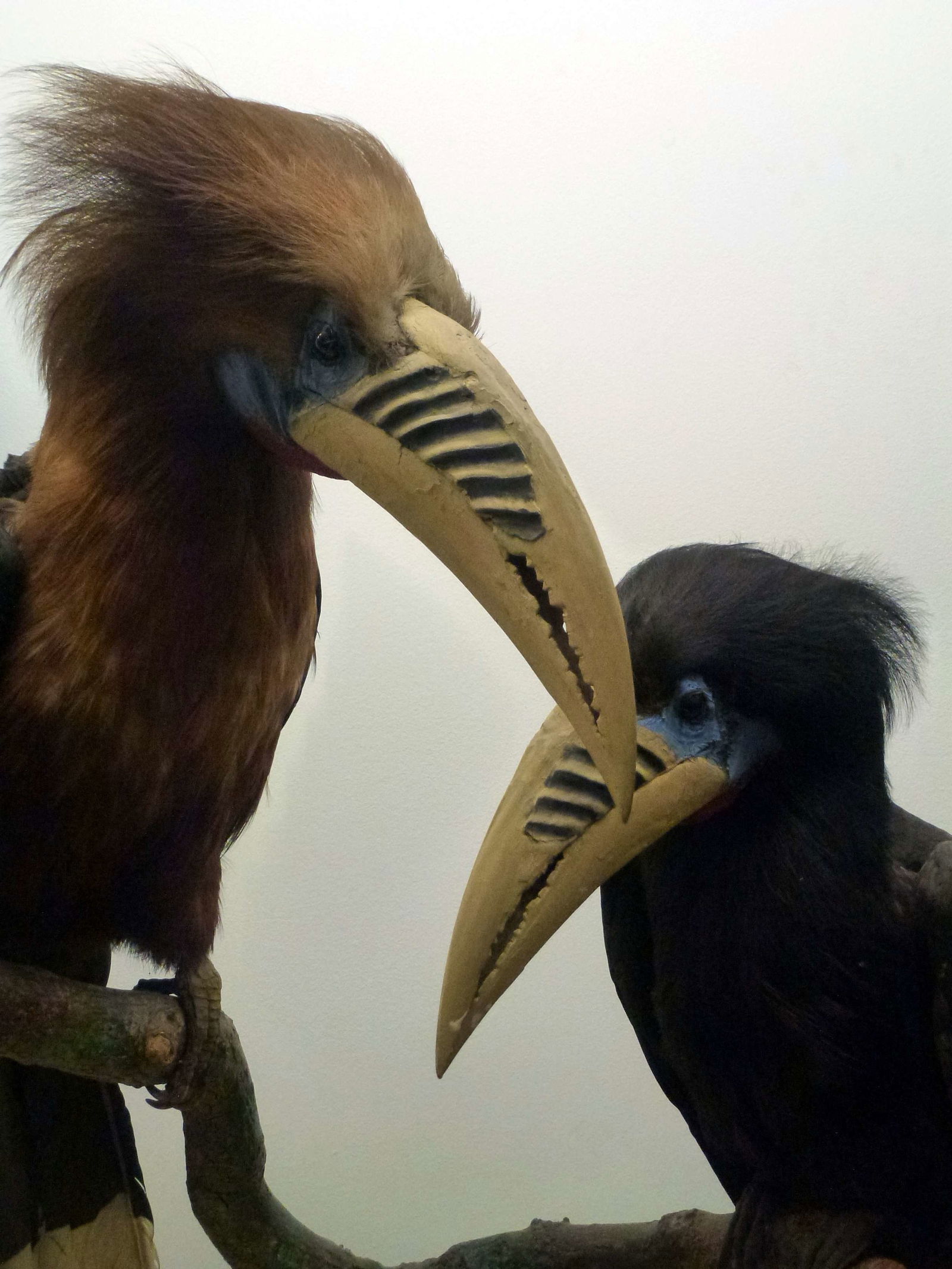 Natural History Museum