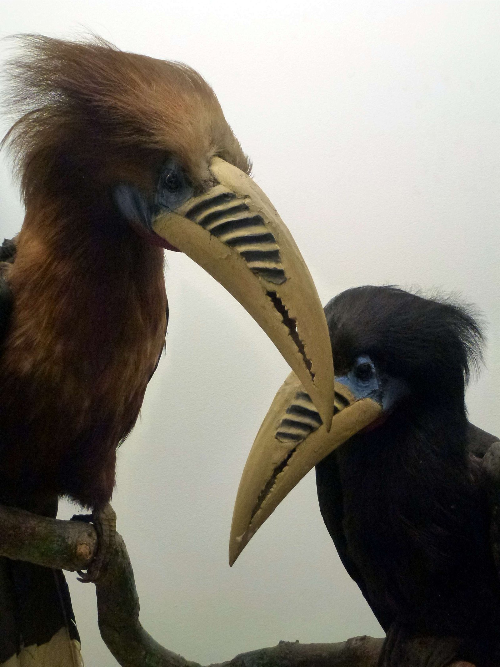 Natural History Museum