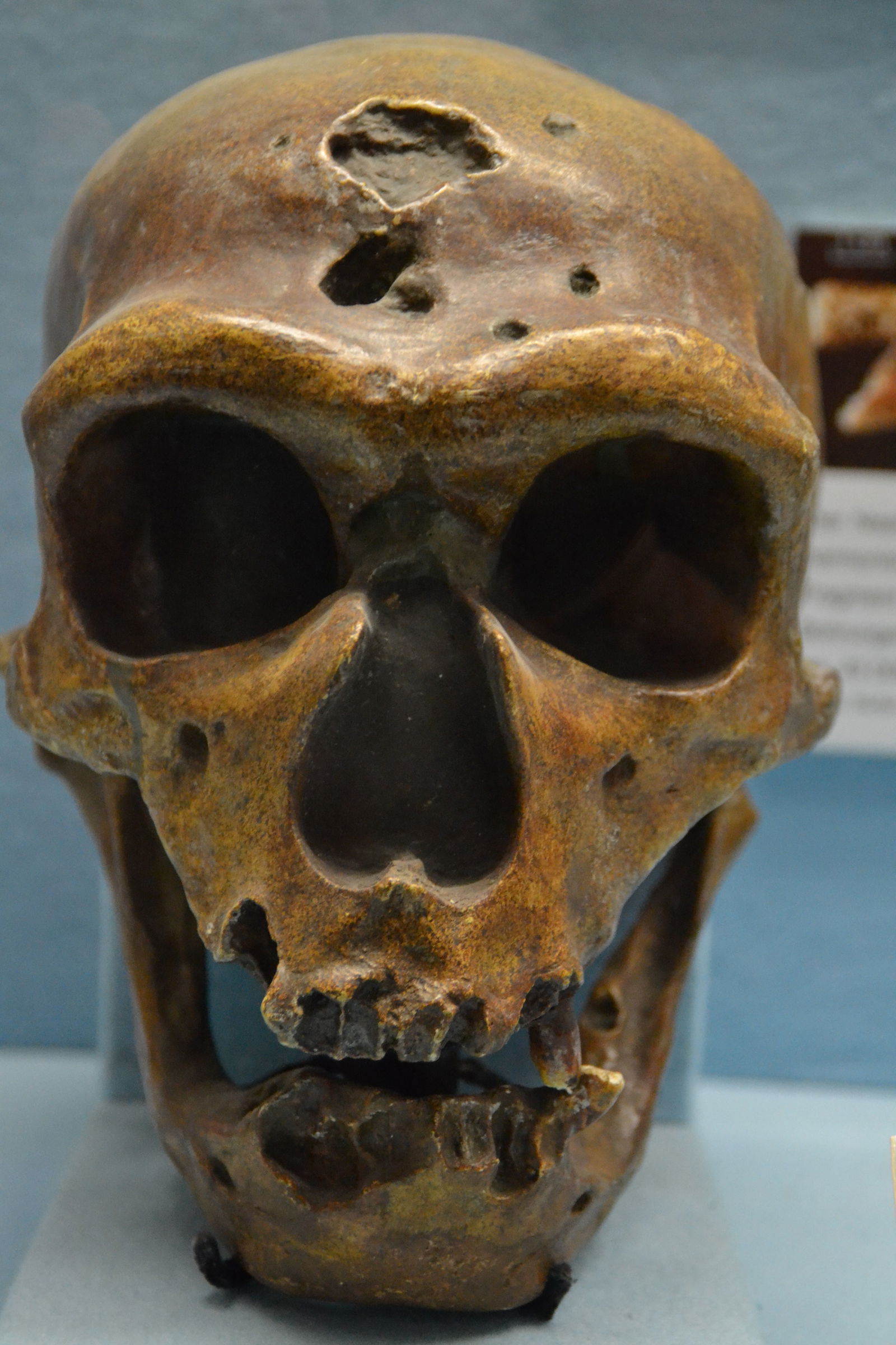 Paläontologische Museum Munchen