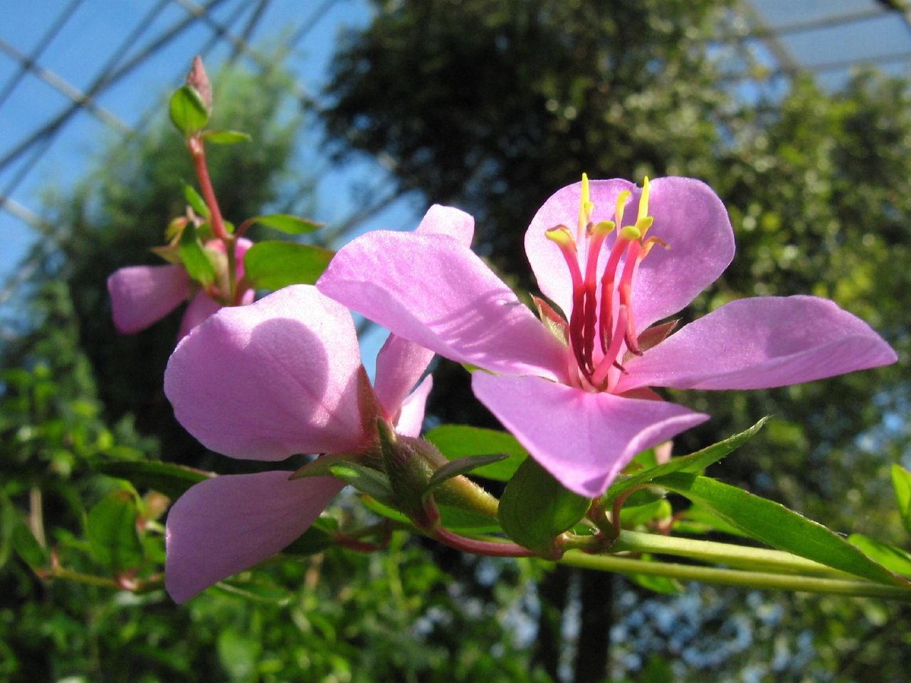 Royal Botanic Garden Edinburgh