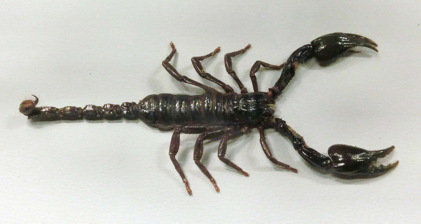 Göteborg Natural History Museum