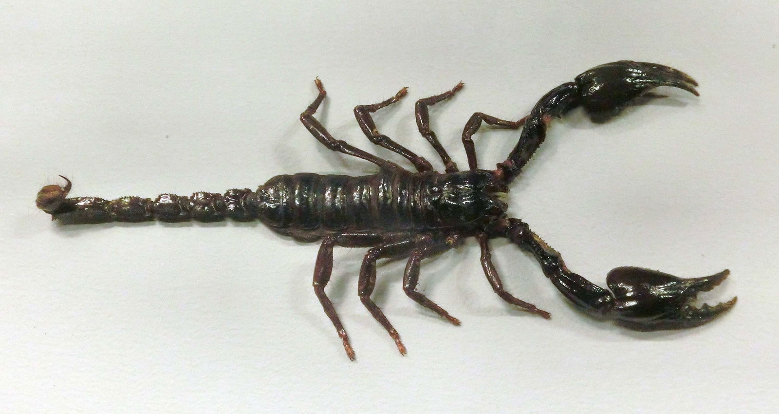 Göteborg Natural History Museum