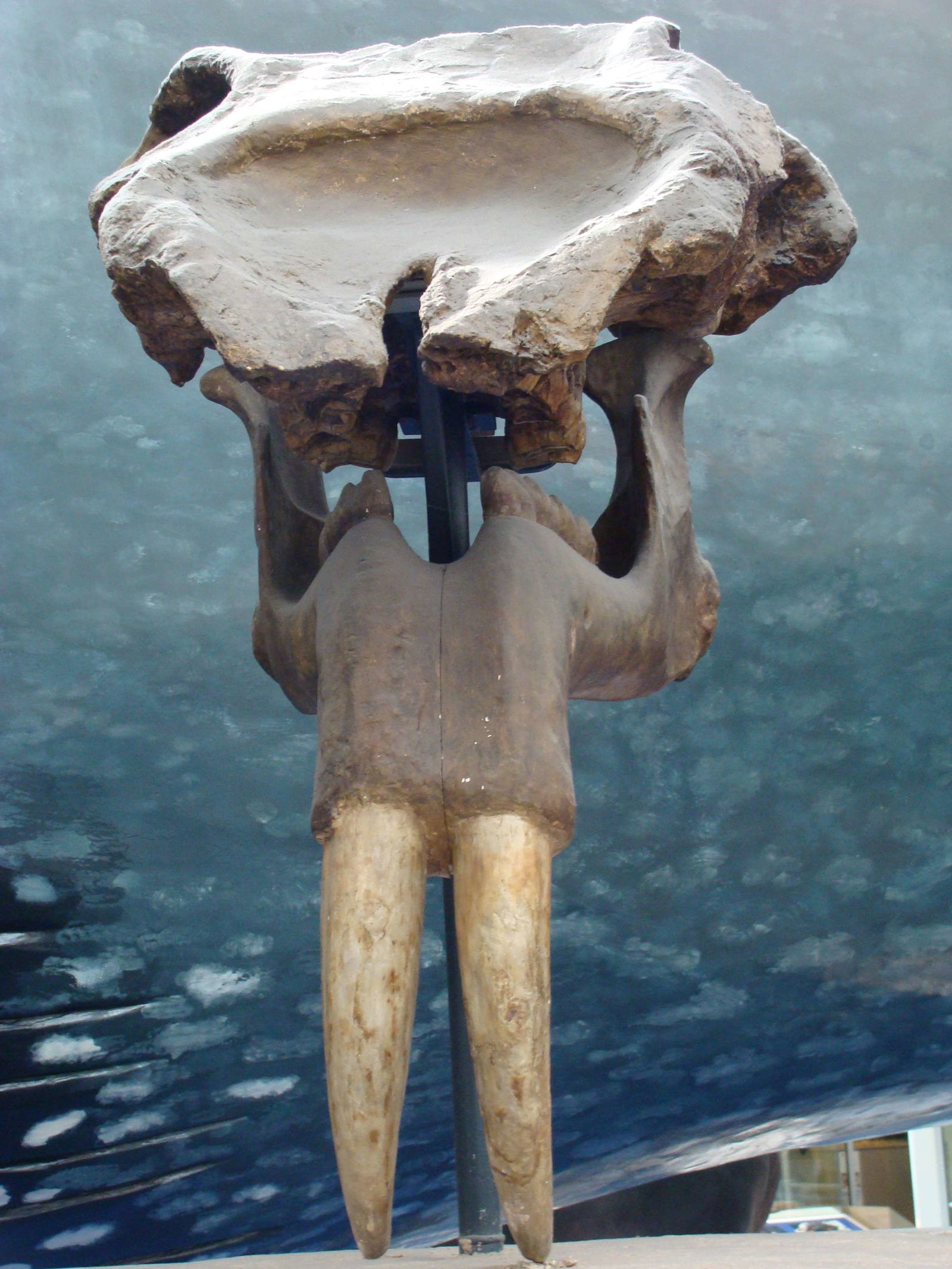 Natural History Museum