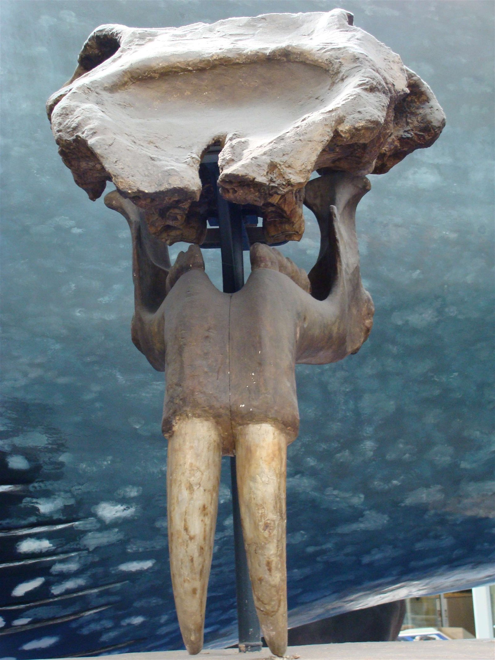 Natural History Museum