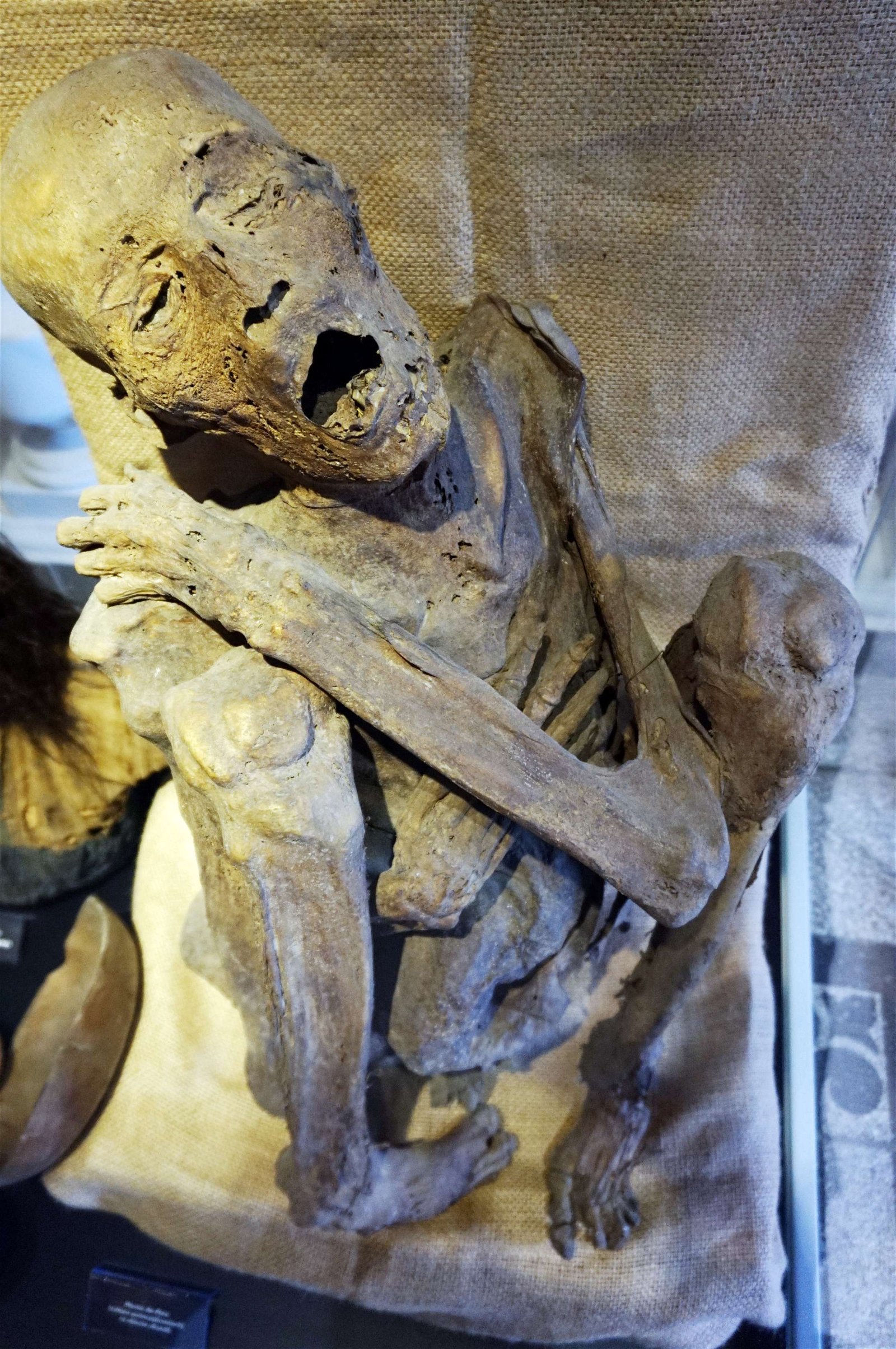 Grigore Antipa National Museum of Natural History