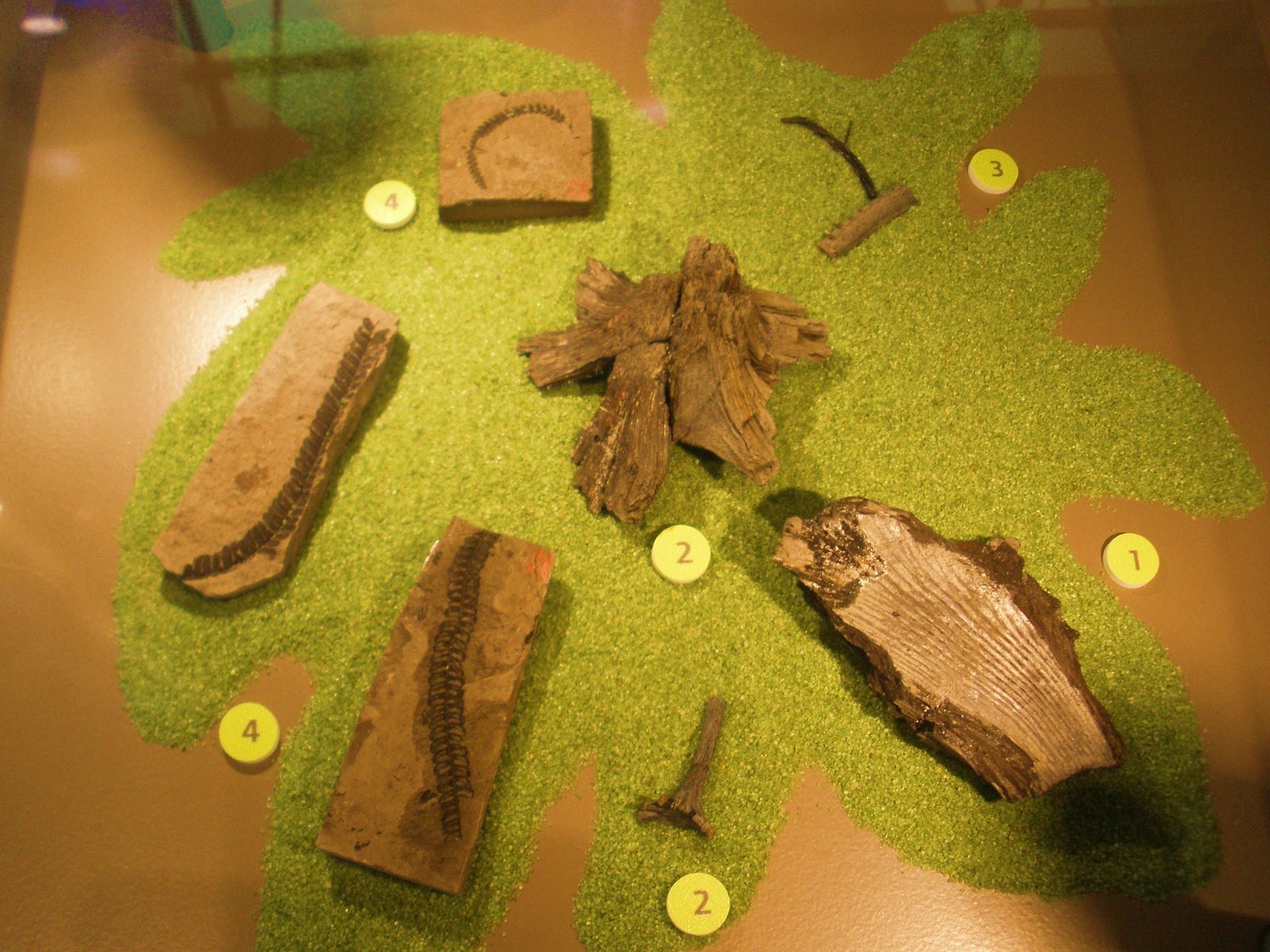 Natural Science Museum of Belgium