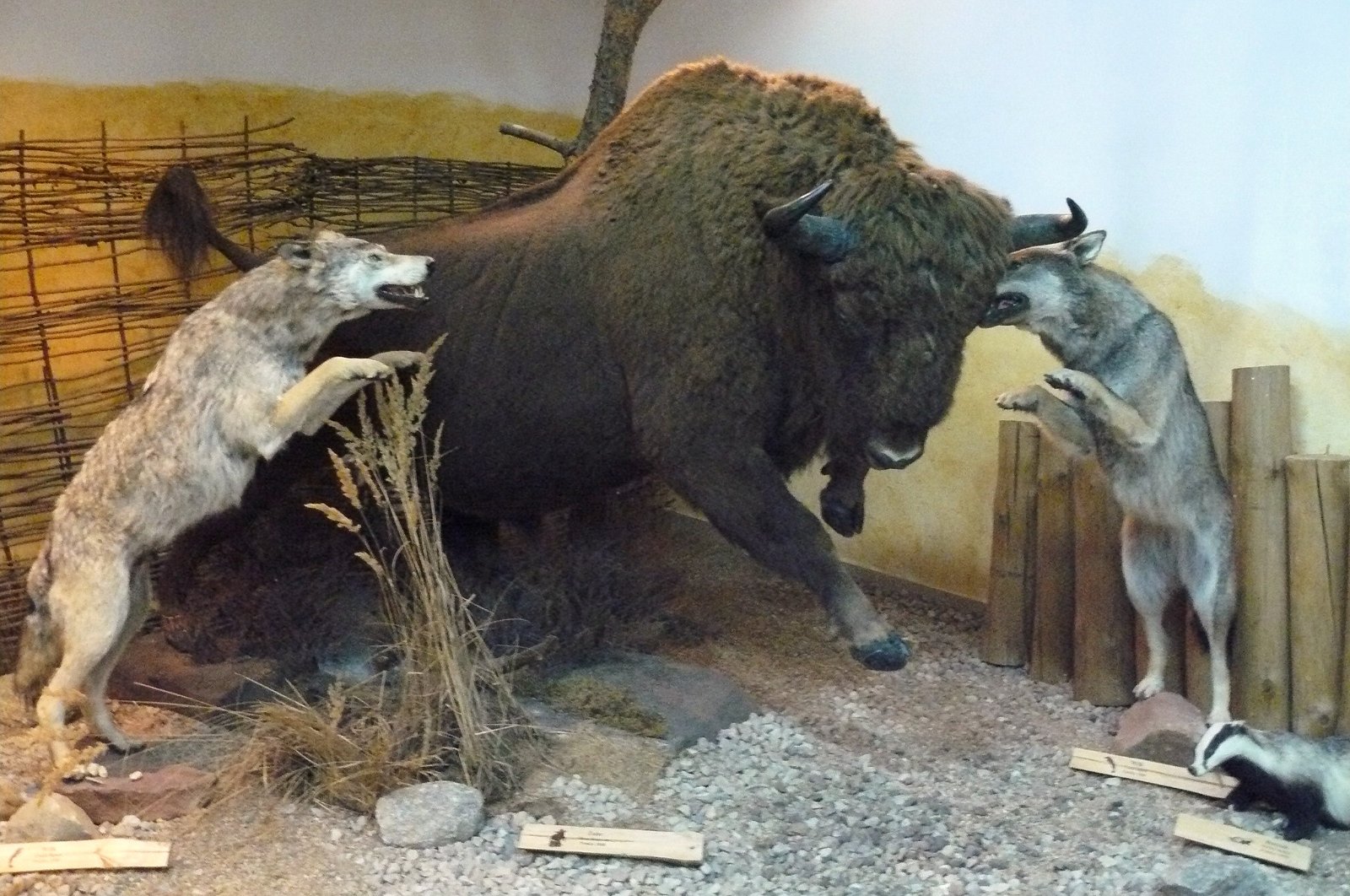 Museum of Natural Environment and Hunting