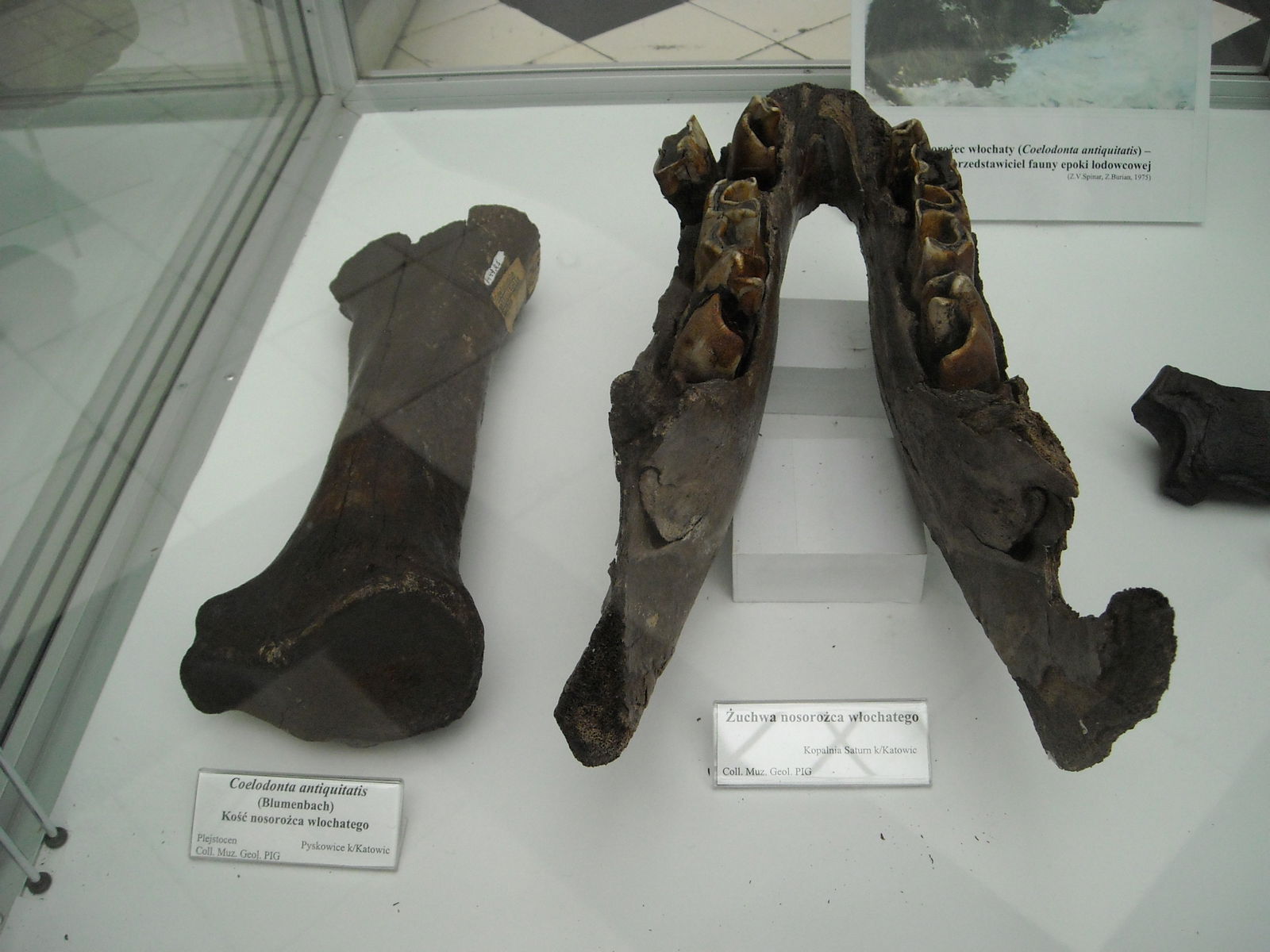 Geological Museum of the Polish Geological Institute