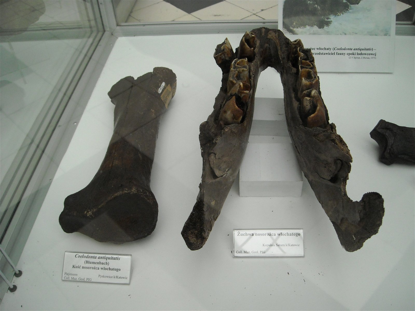 Geological Museum of the Polish Geological Institute