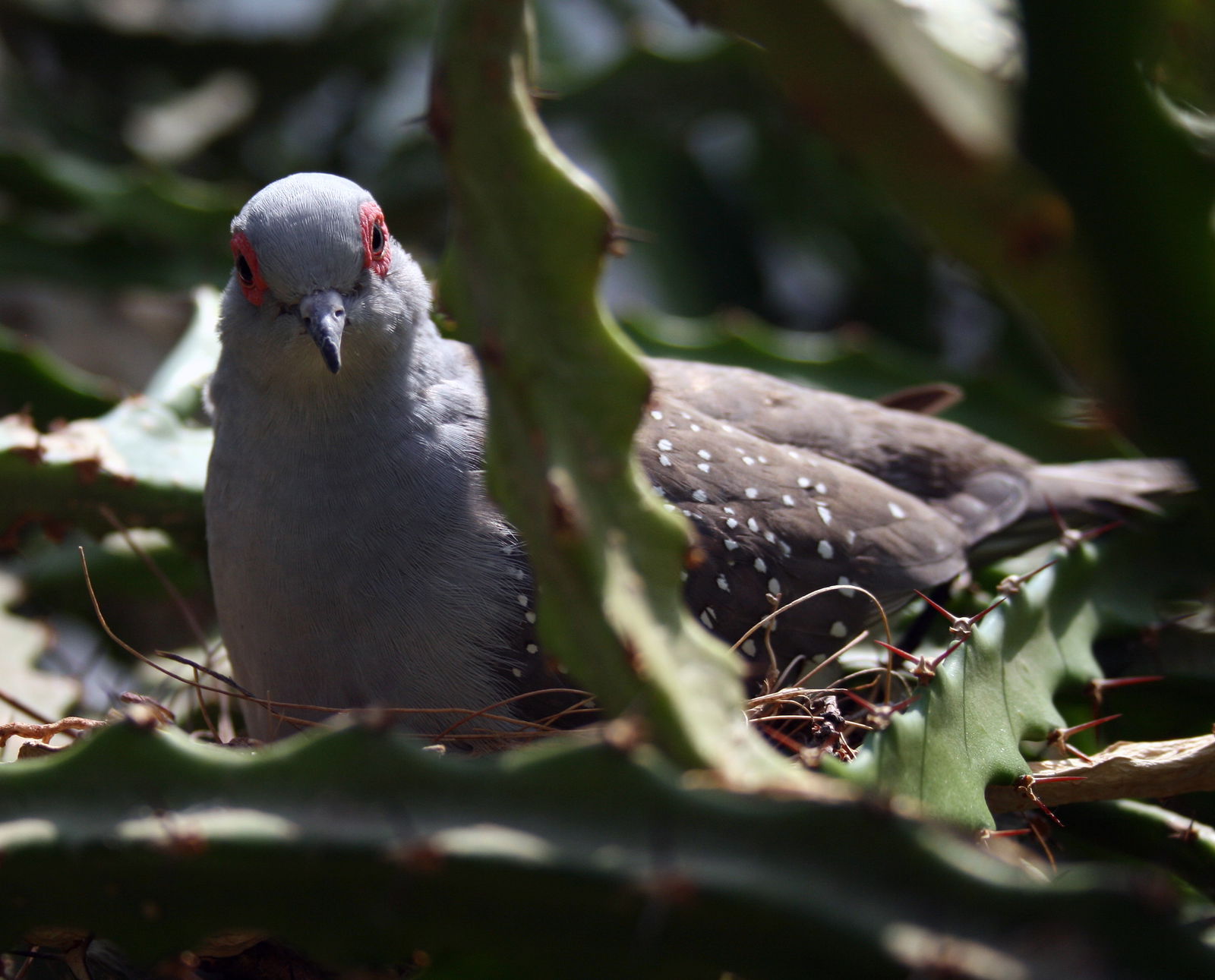 Schönbrunn Desert House