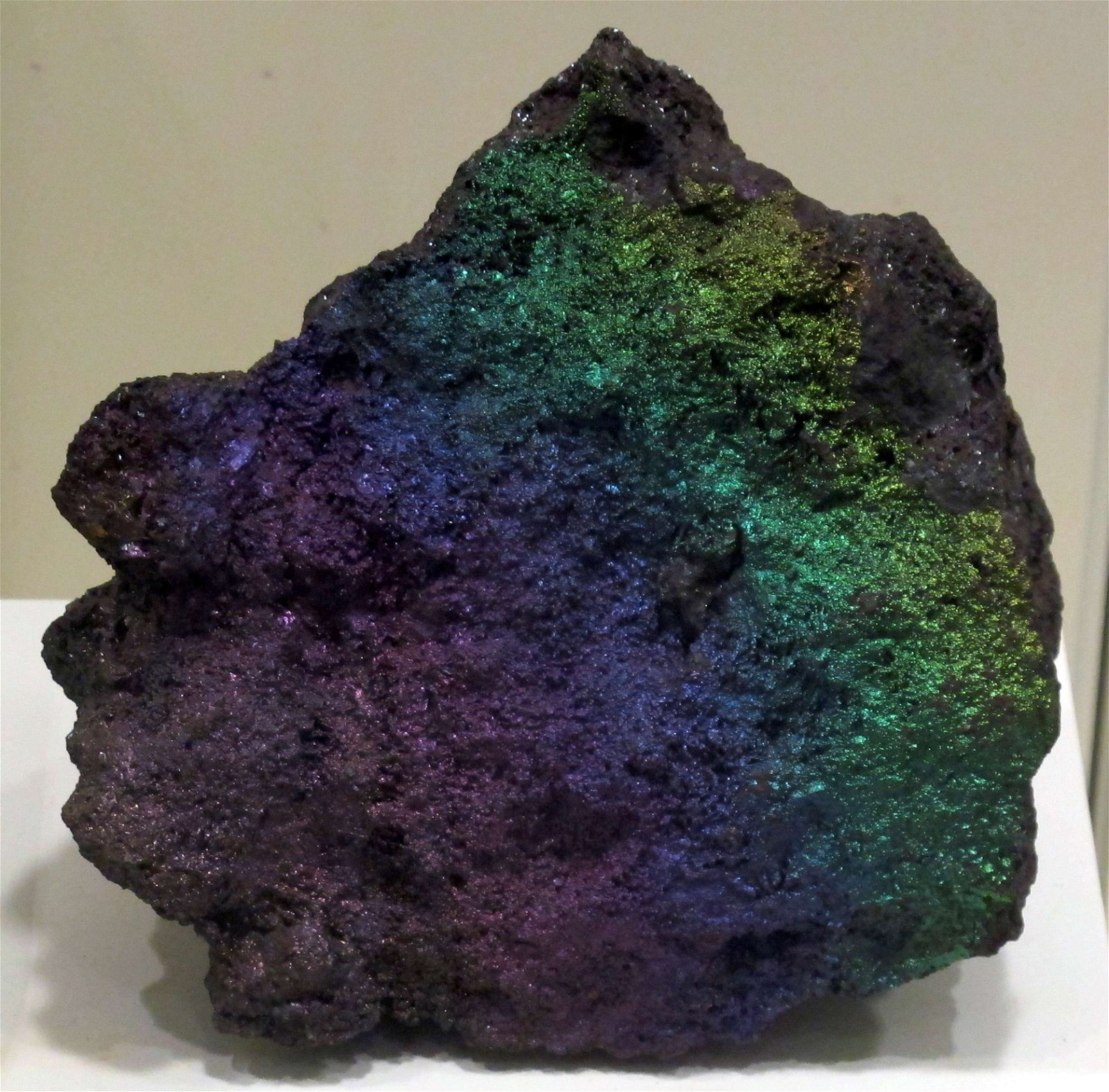 University of Florence Natural History Museum - Geology and Paleontology