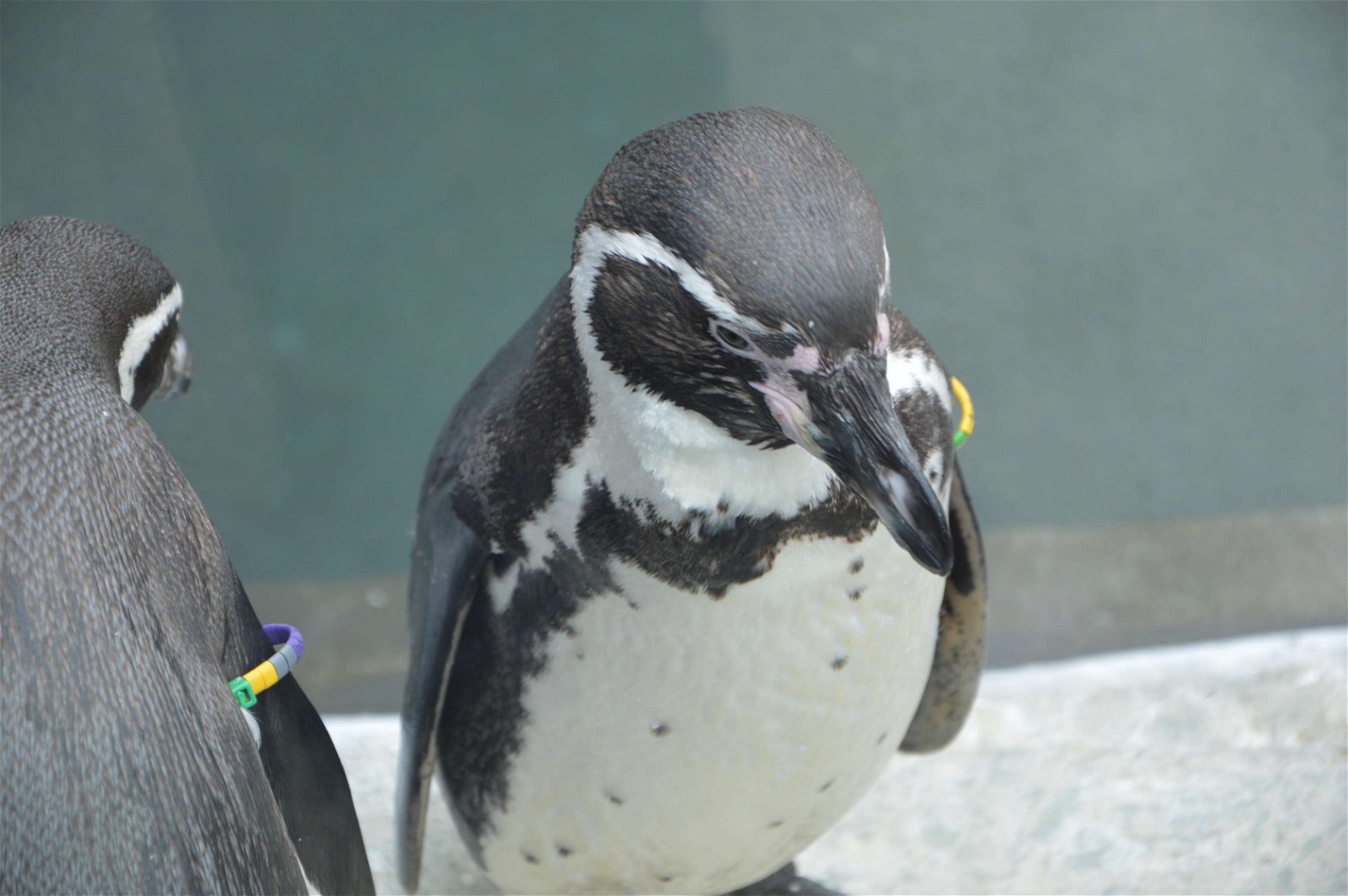Parc zoologique de Paris