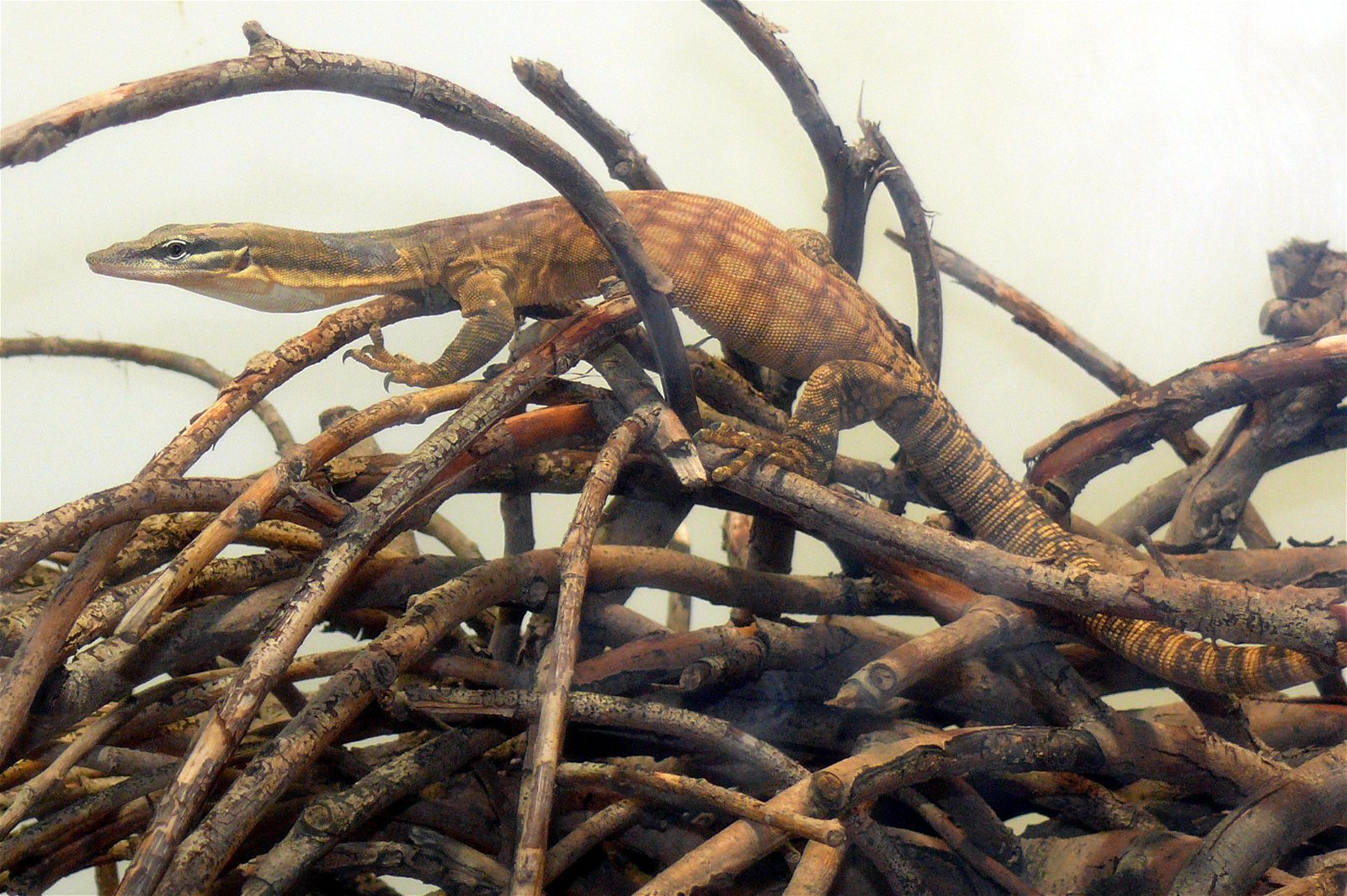 Aquazoo – Löbbecke-Museum Düsseldorf