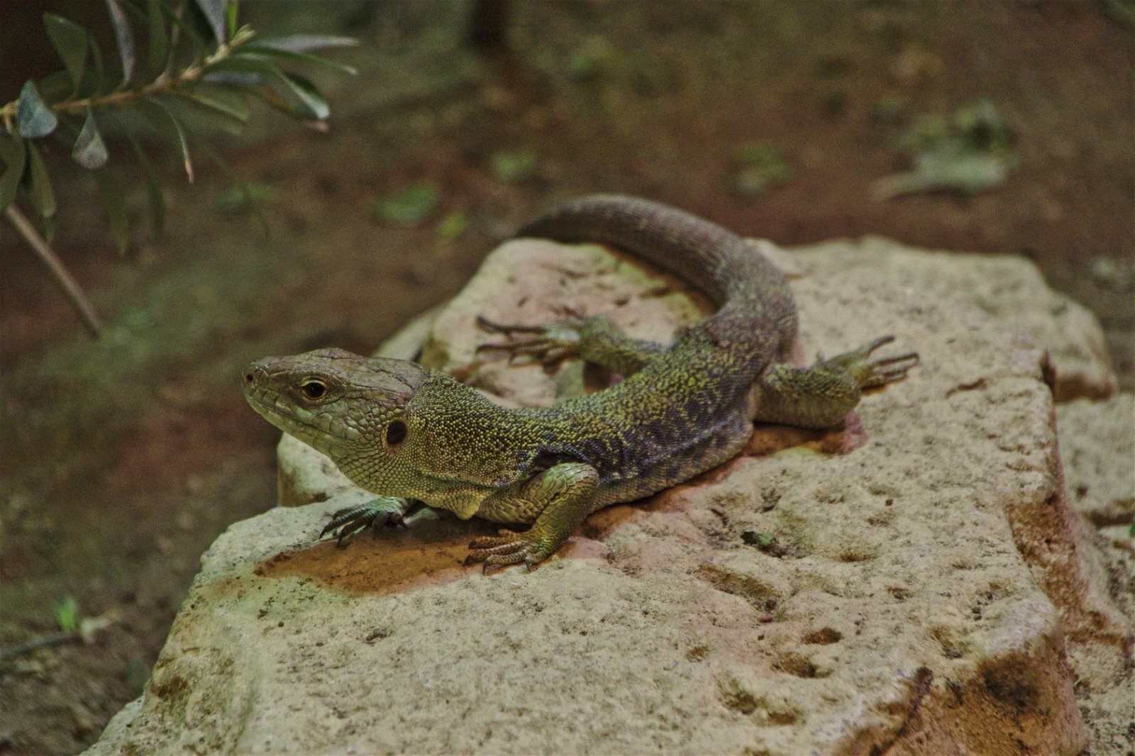 Parc zoologique de Paris