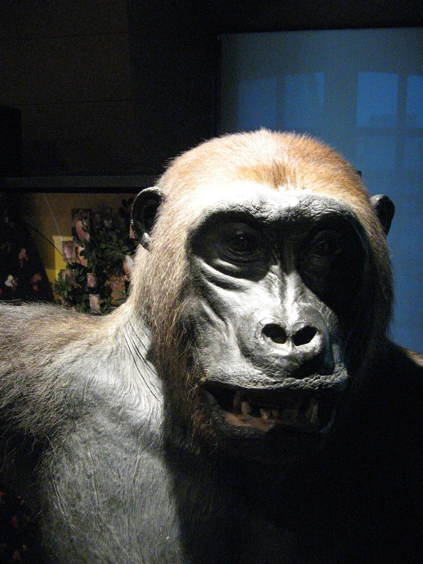 Musée de la Chasse et de la Nature