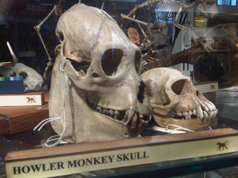 Grant Museum of Zoology