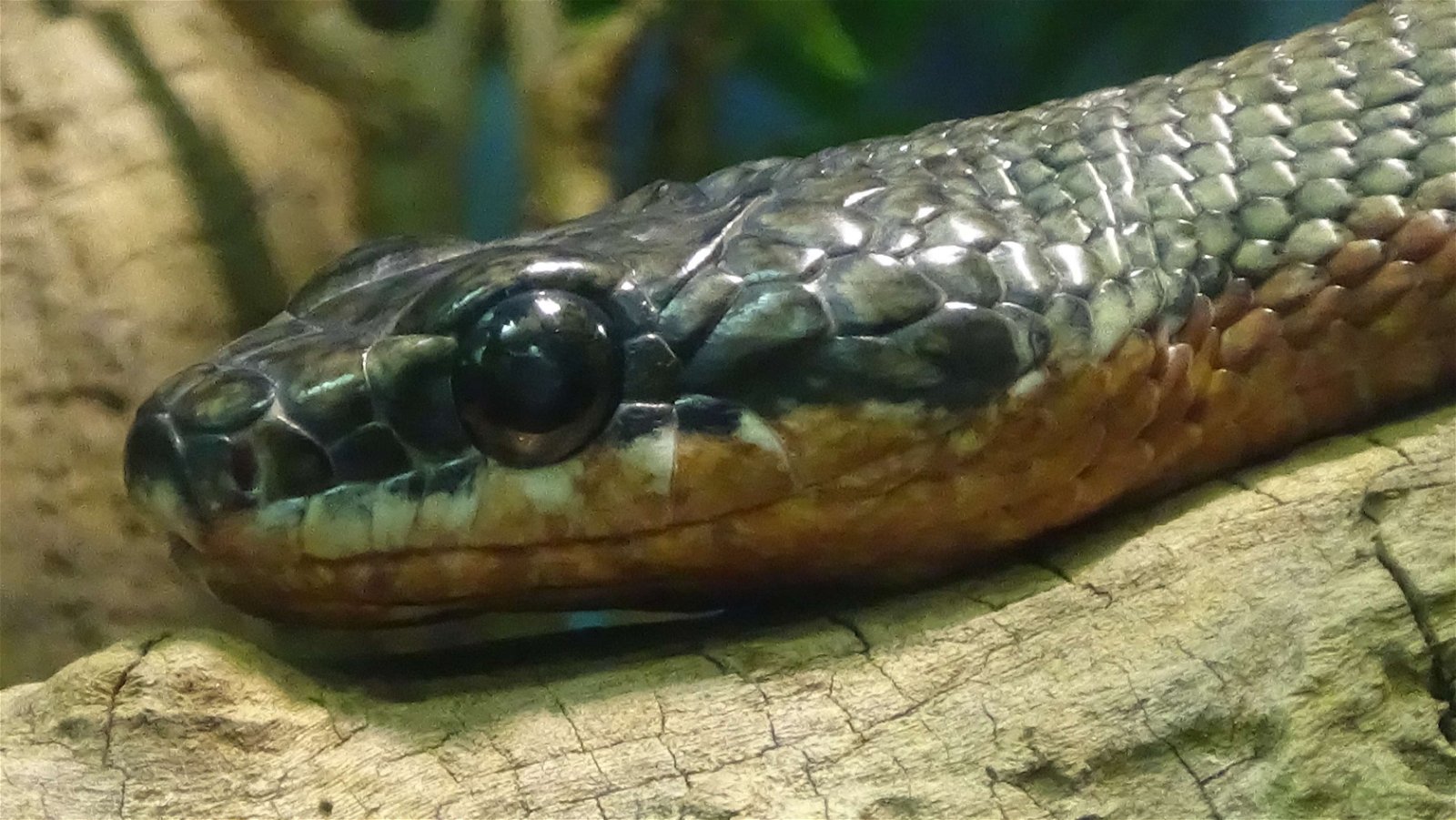 Ménagerie du Jardin des Plantes