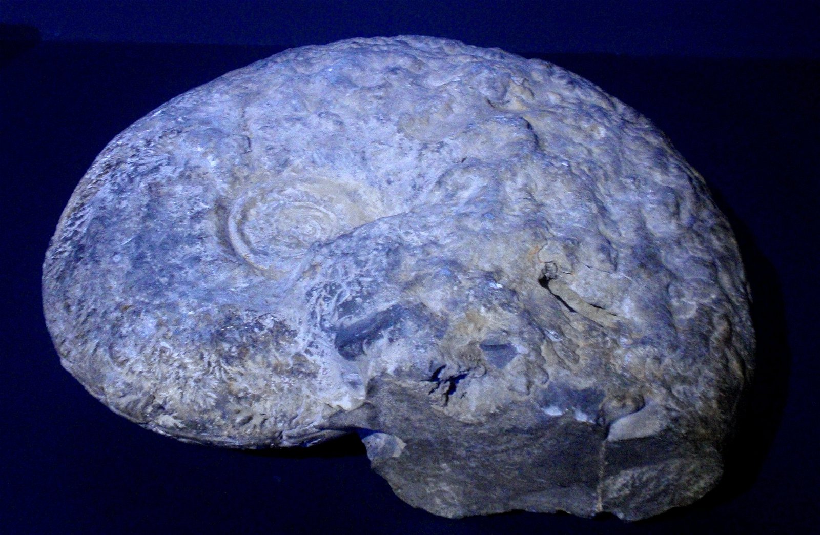 Museo Elder de la Ciencia y la Tecnología