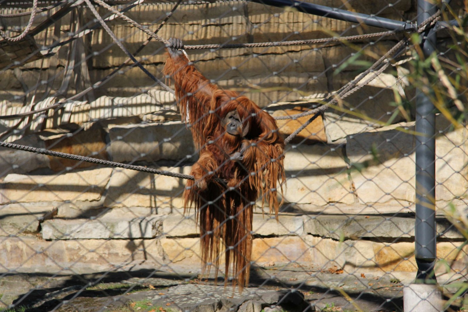 Berlin Zoological Garden