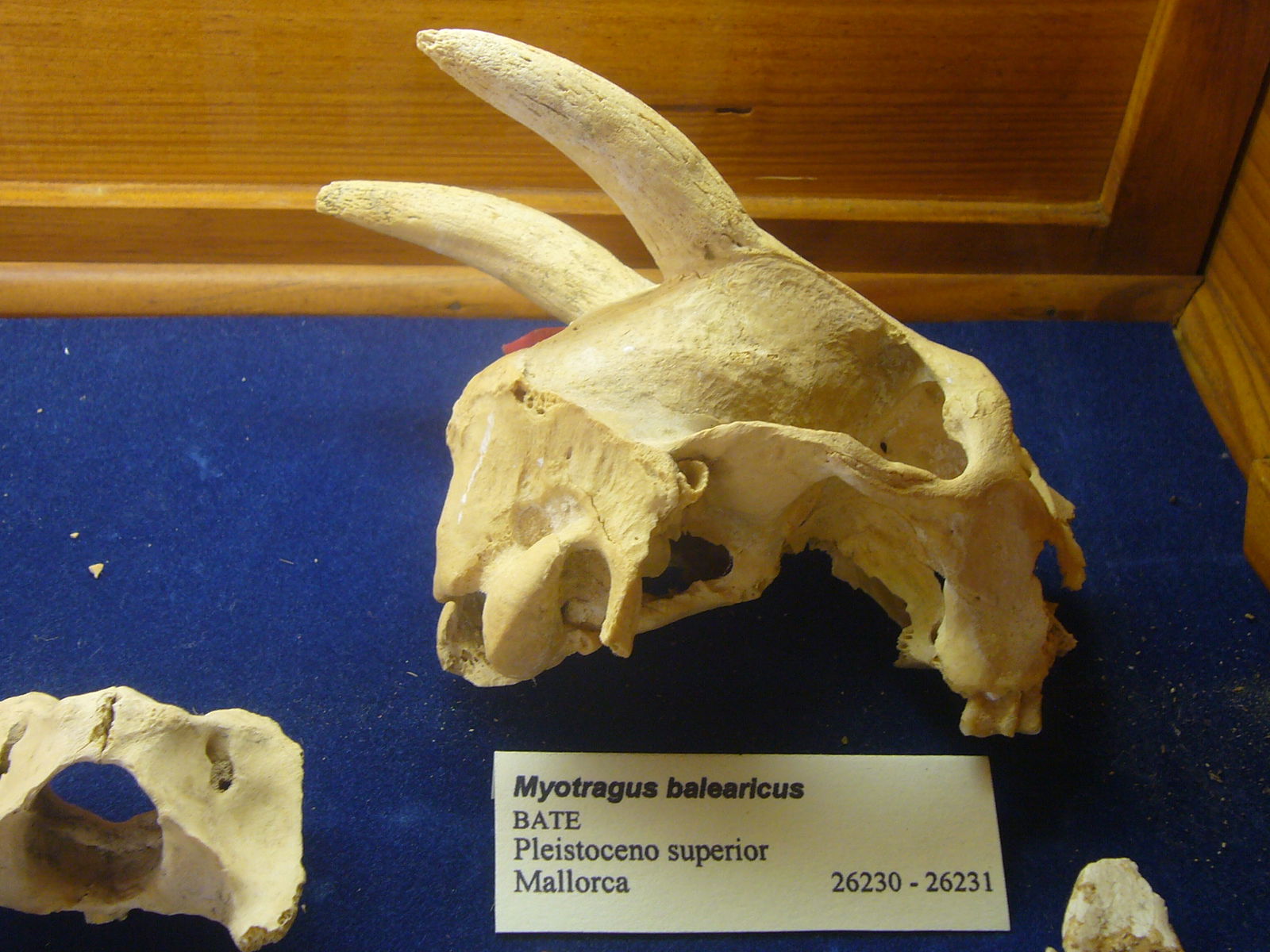 Museu Geologic del Seminari de Barcelona