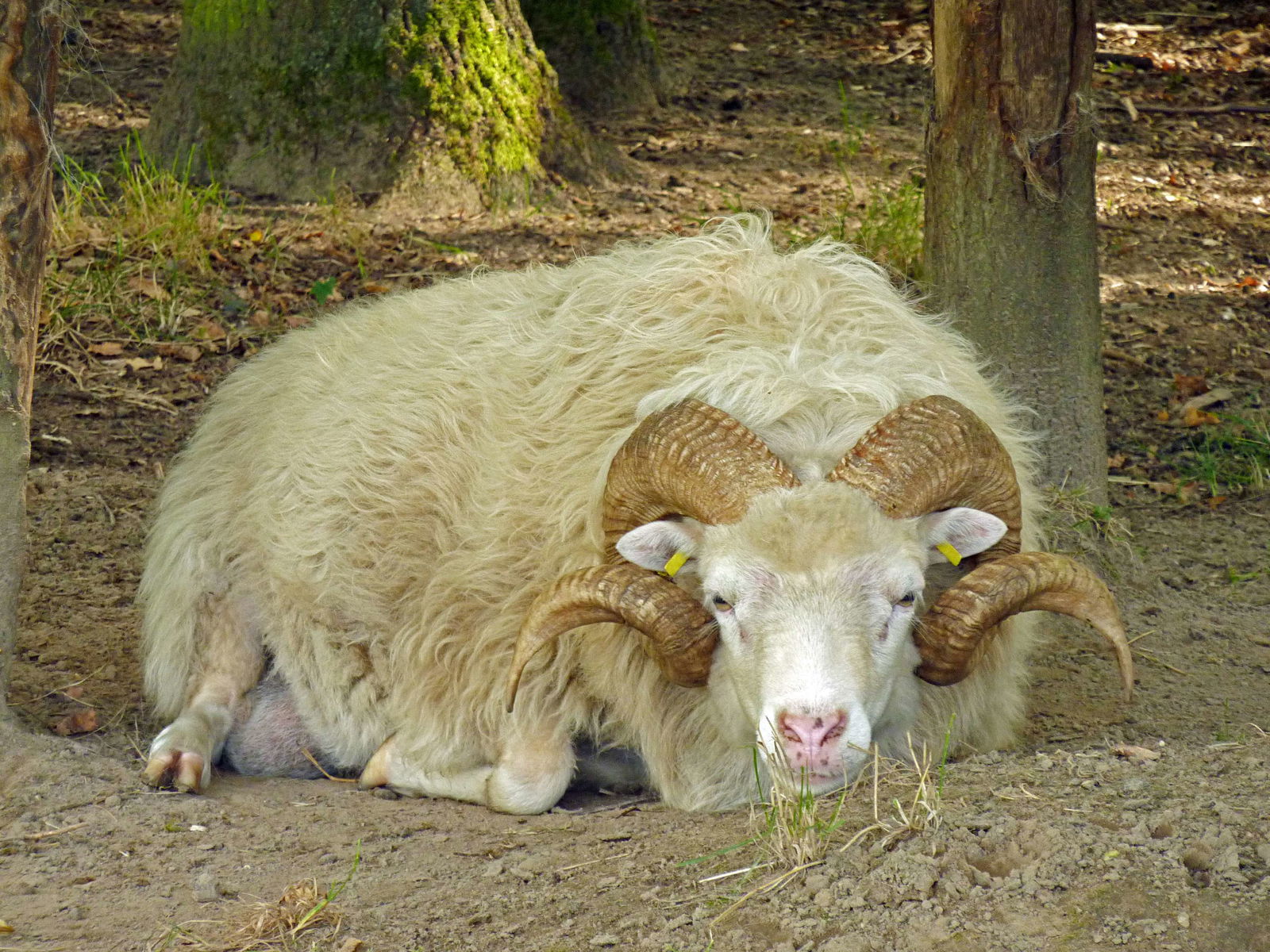 Museum Village Duppel