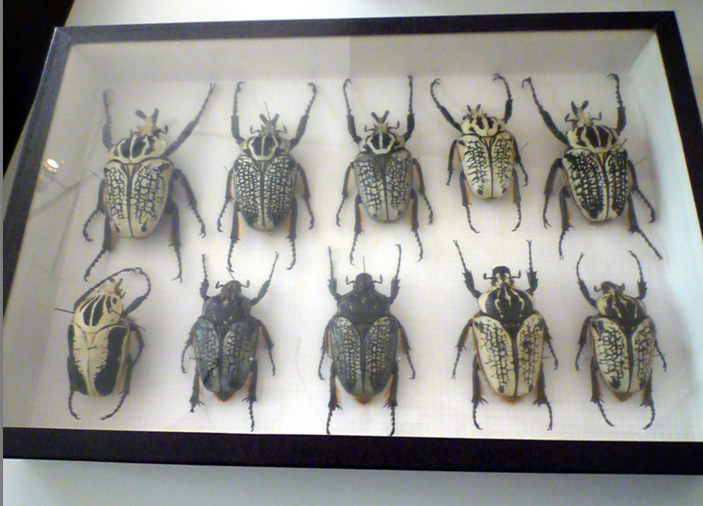 Museo Civico di Zoologia