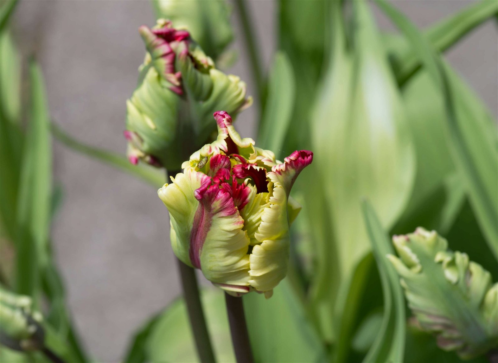 Stewart's Burnby Hall Gardens and Museum