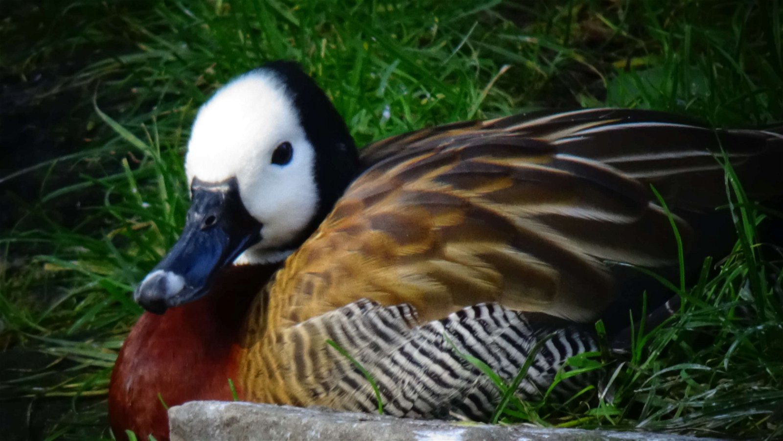 Ménagerie du Jardin des Plantes