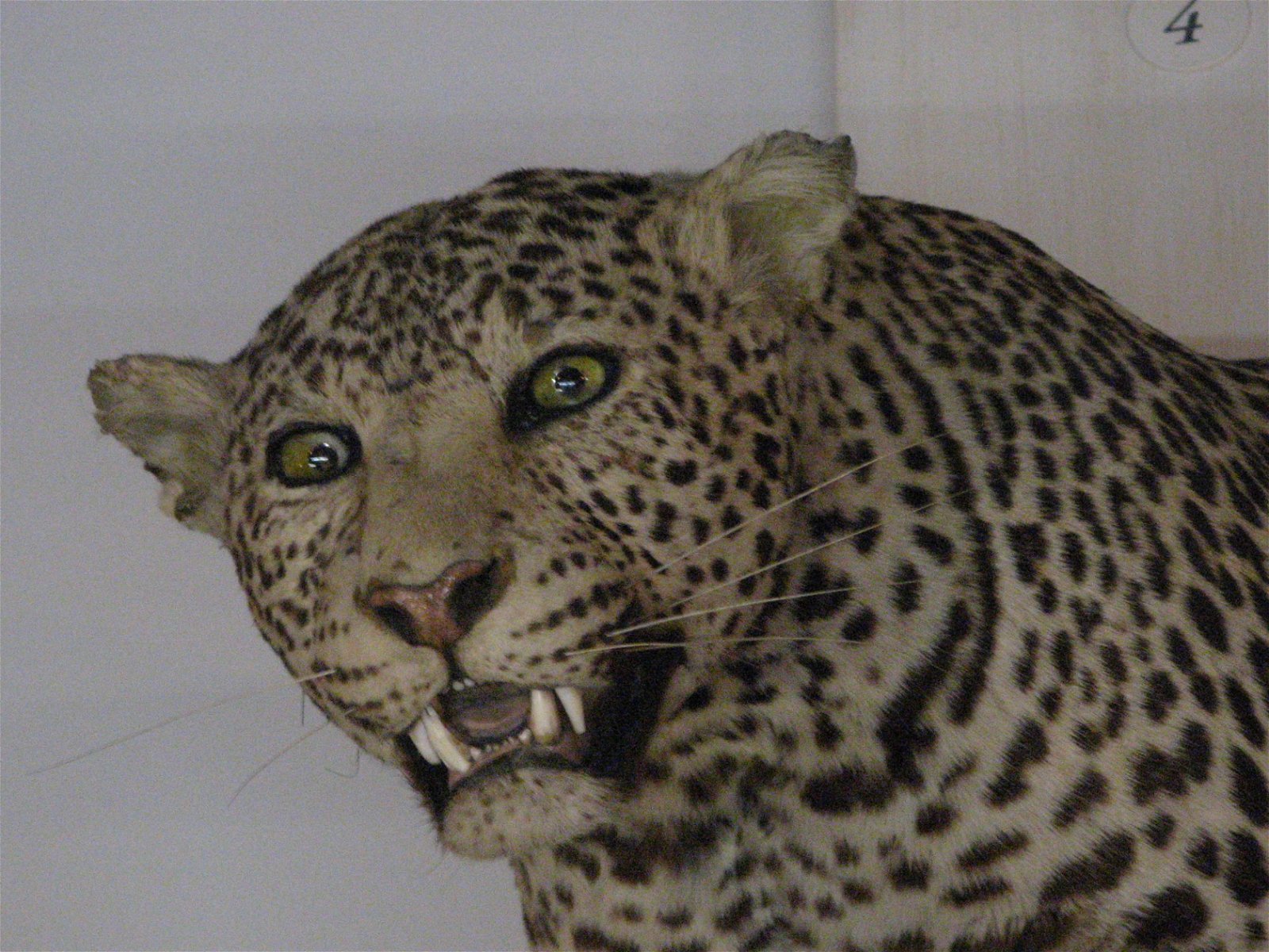 Musée de la Chasse et de la Nature