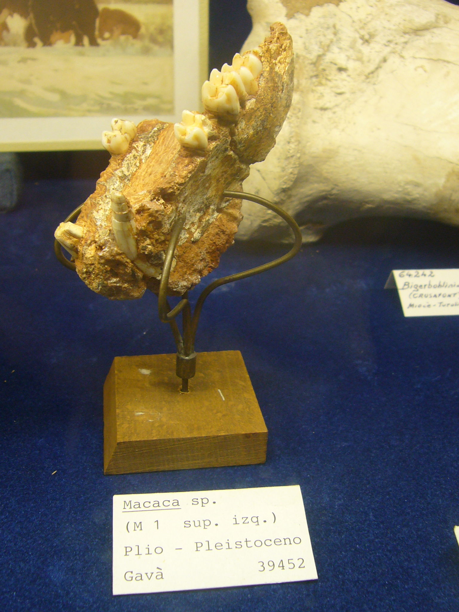 Museu Geologic del Seminari de Barcelona