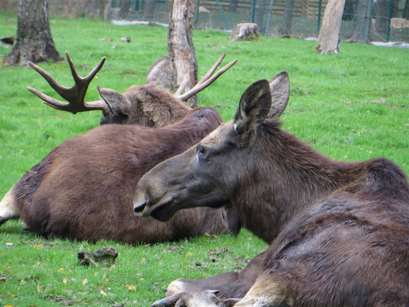 Monde Sauvage Safari Parc