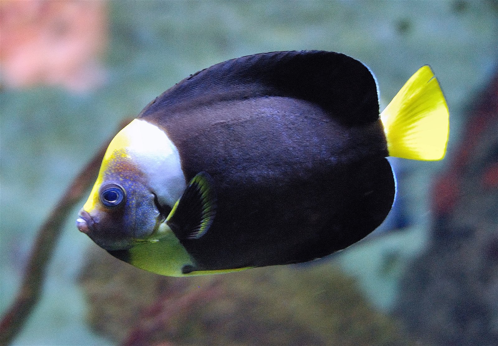 Aquarium Berlin