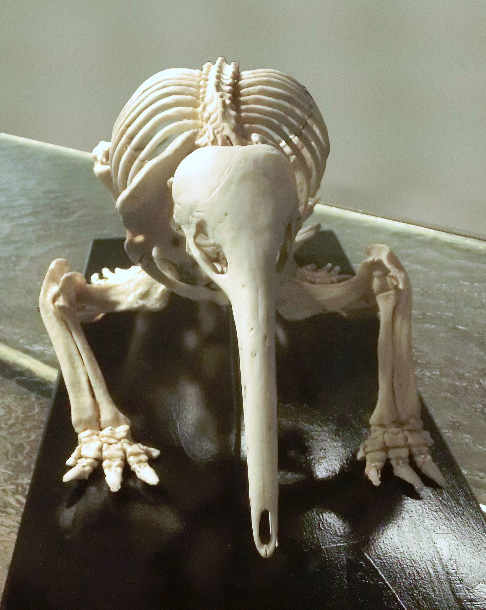 Göteborg Natural History Museum