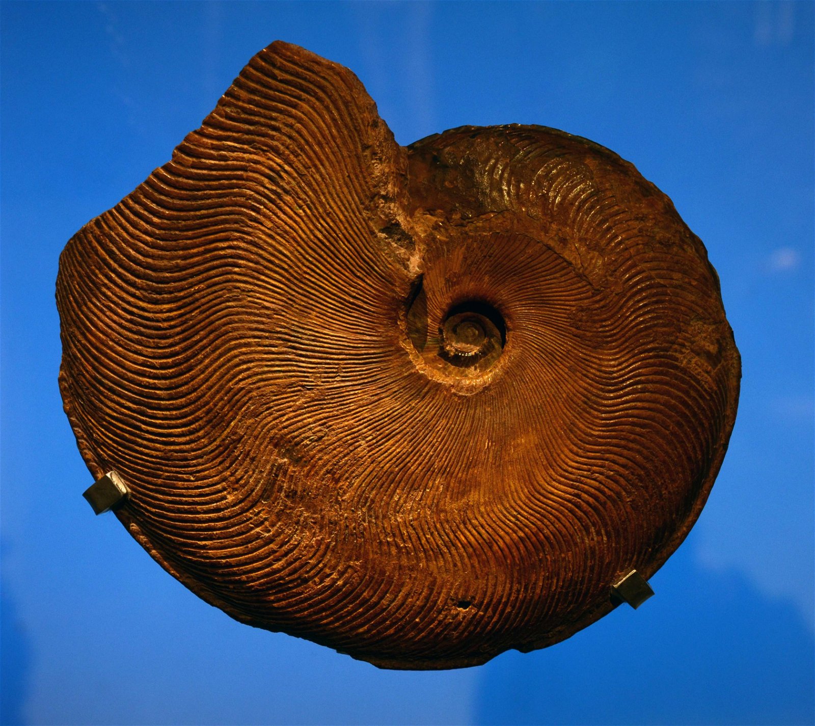 Musée des Confluences