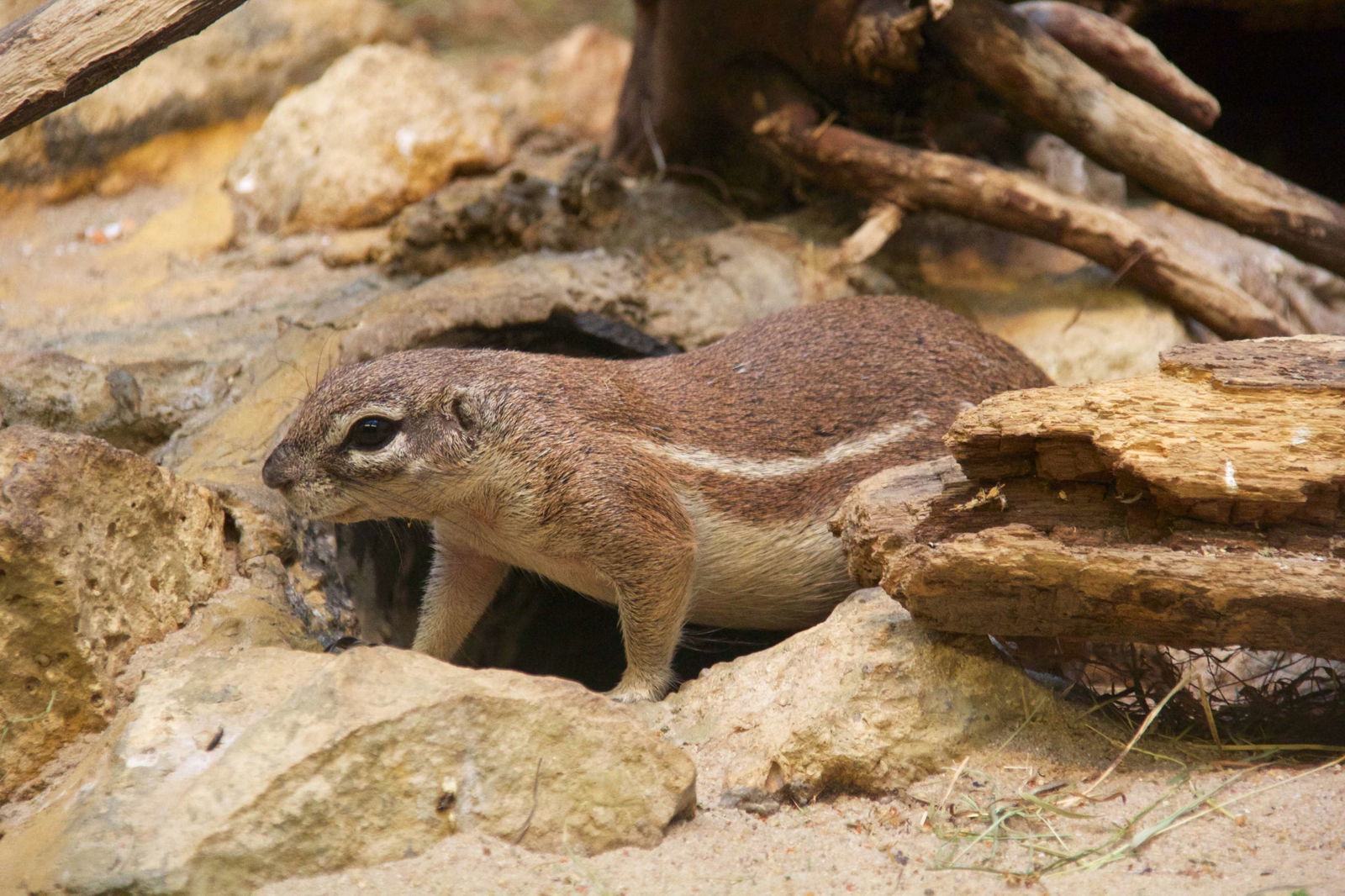 Zoologischer Garten Frankfurt/Main