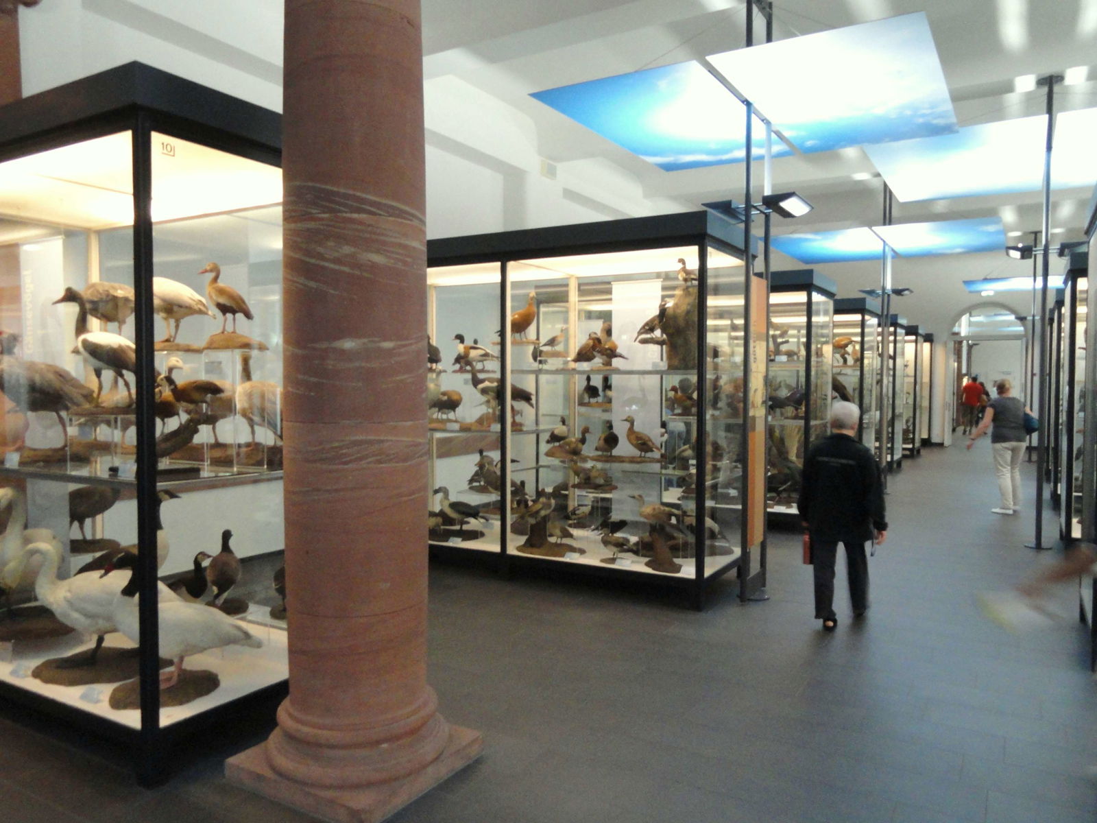 Naturmuseum Senckenberg
