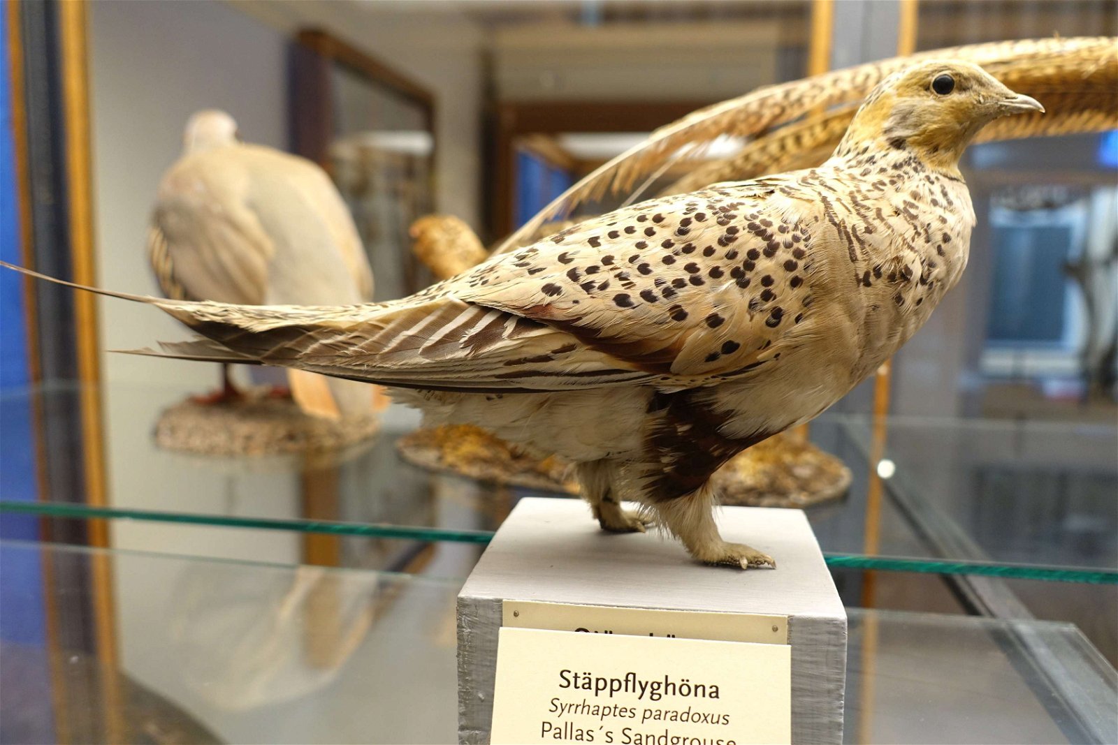 Swedish Museum of Natural History