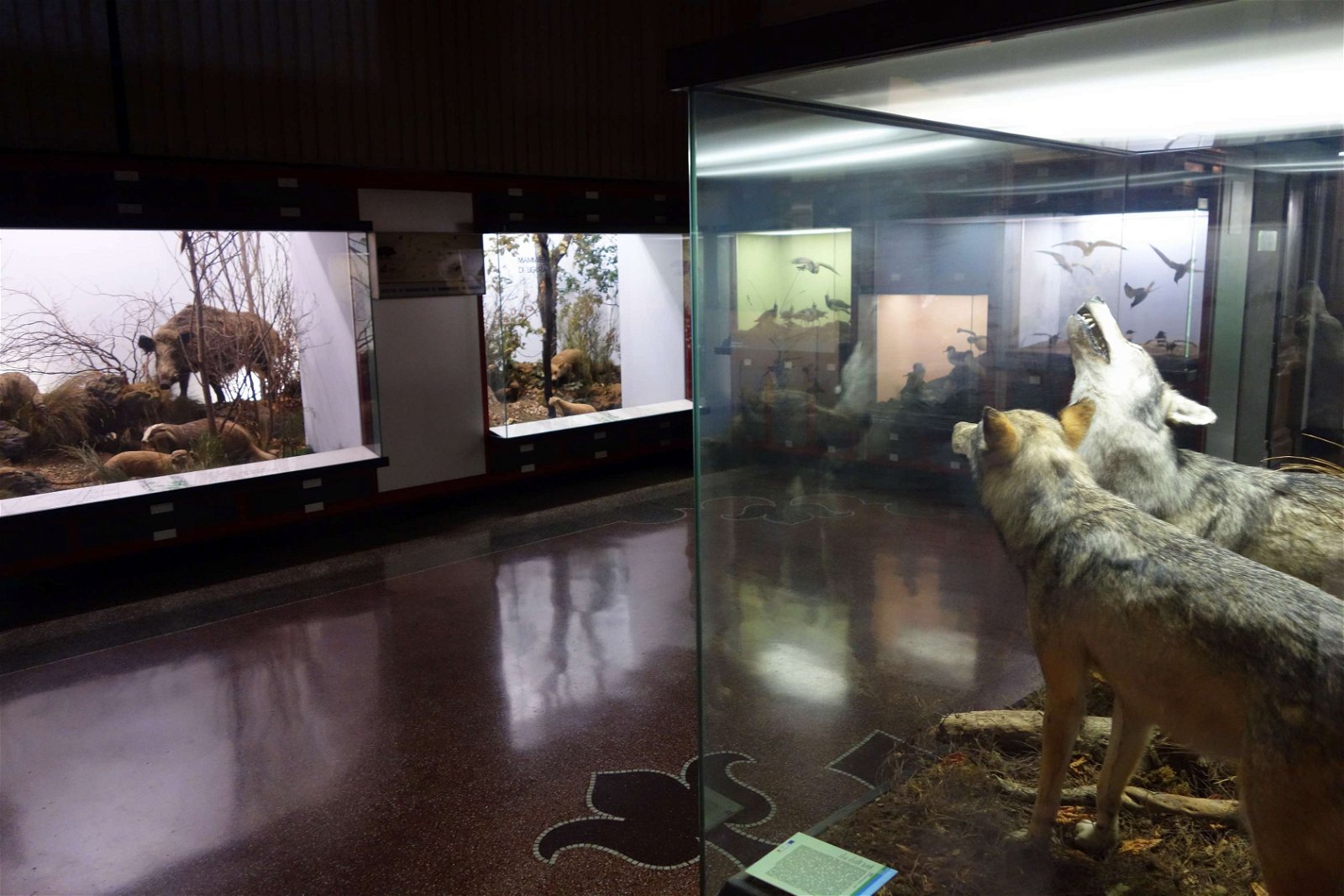 Museo Civico di Storia Naturale Giacomo Doria