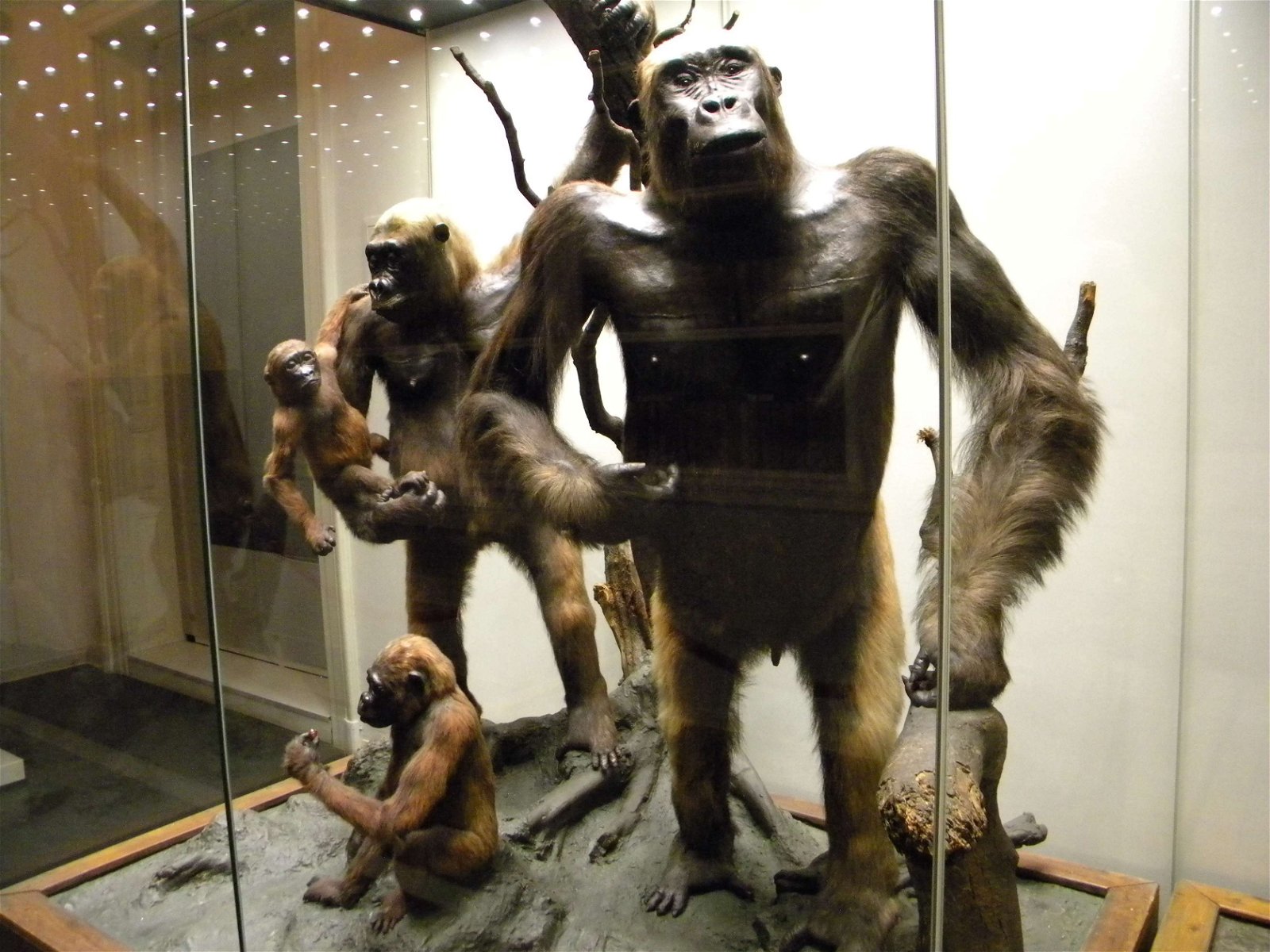 Grigore Antipa National Museum of Natural History