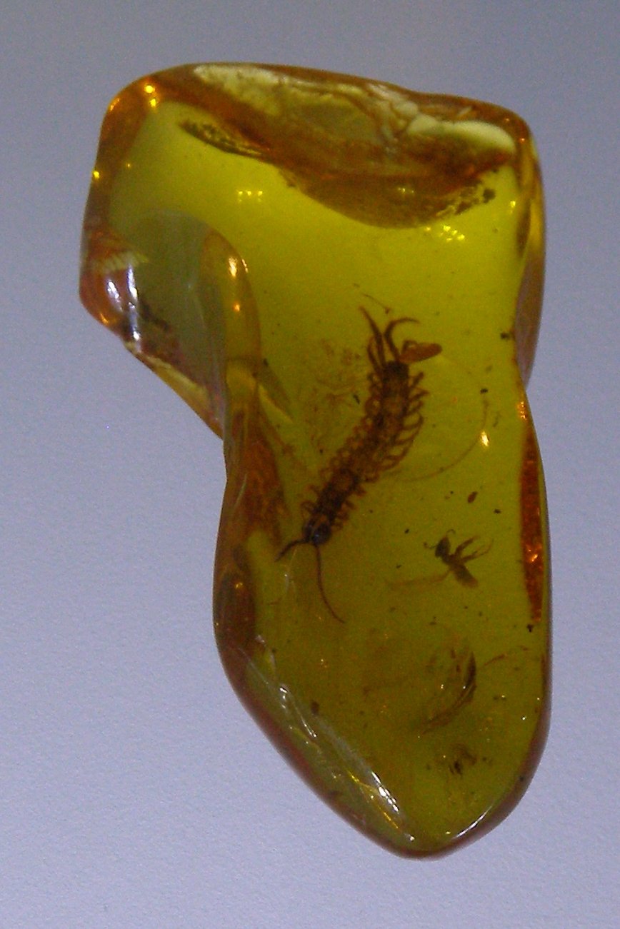 Amber Museum