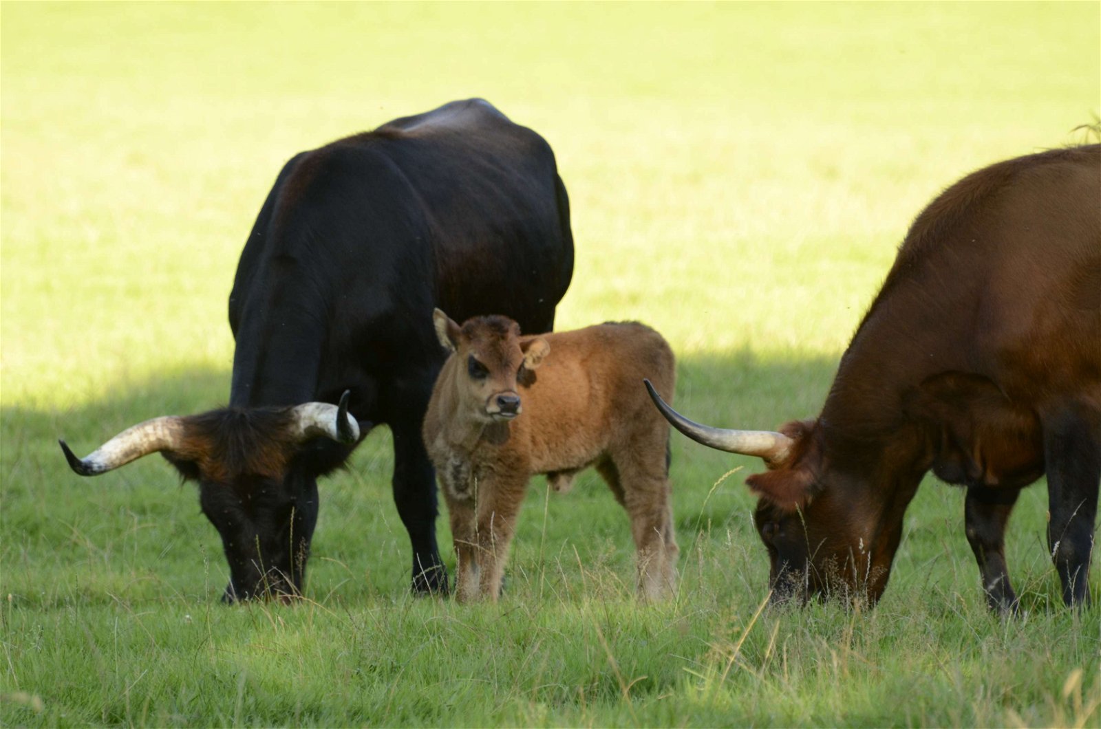 Wildpark - Domein van de Grotten van Han